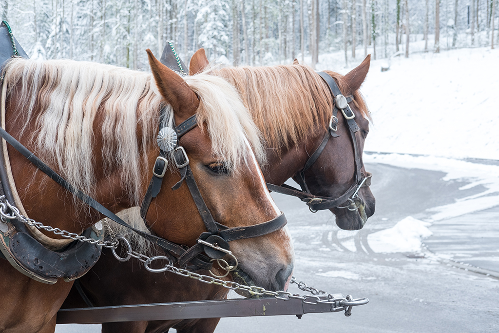 Horse and Carriage_Winter 2.jpg