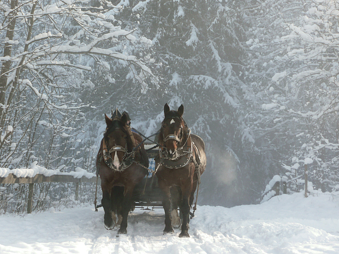 Winter_Horseandcarriage.jpg