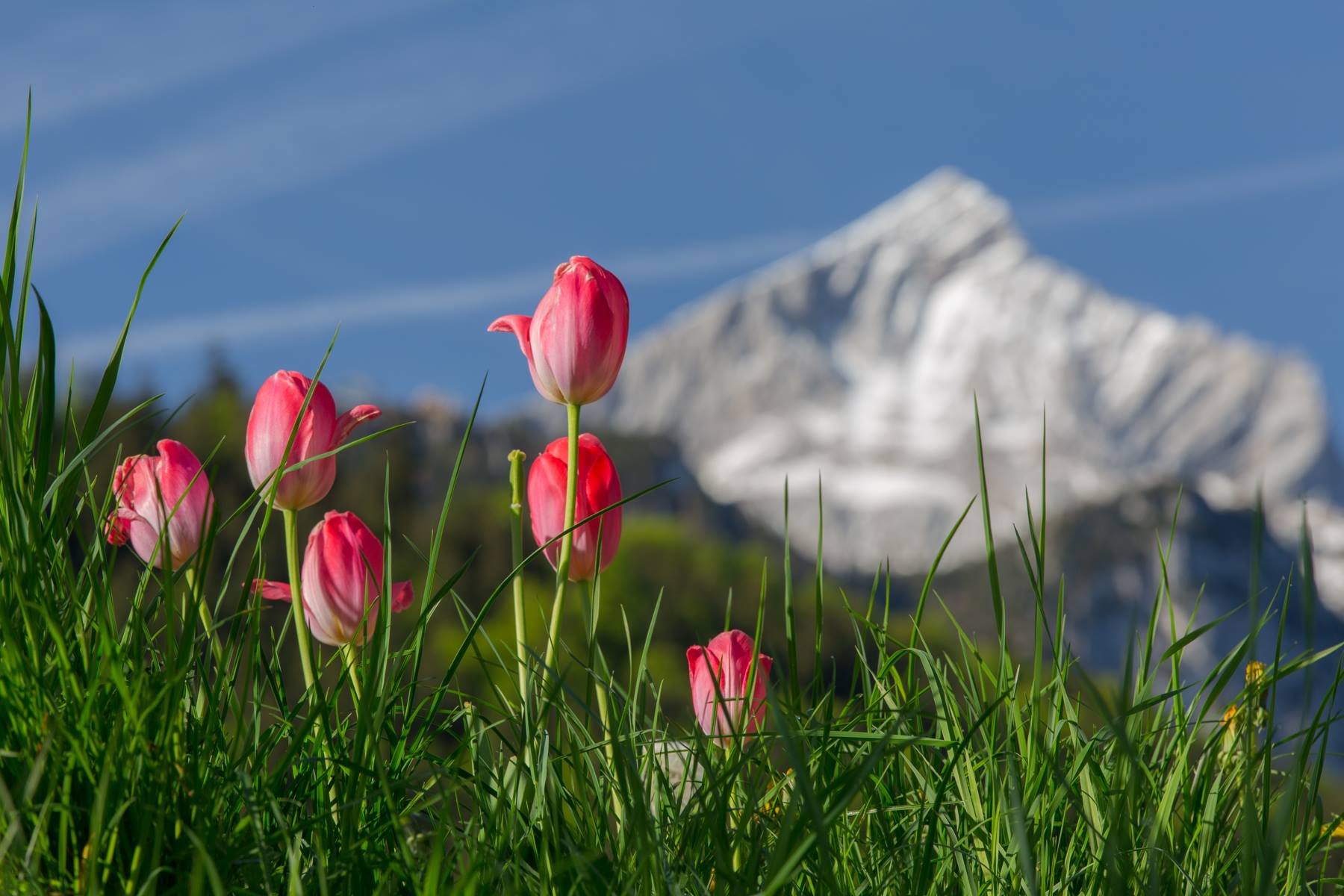 elr_specials_mothersday_02_web.jpg
